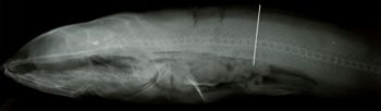 Media type: image;   Ichthyology 158850 Aspect: lateral xray